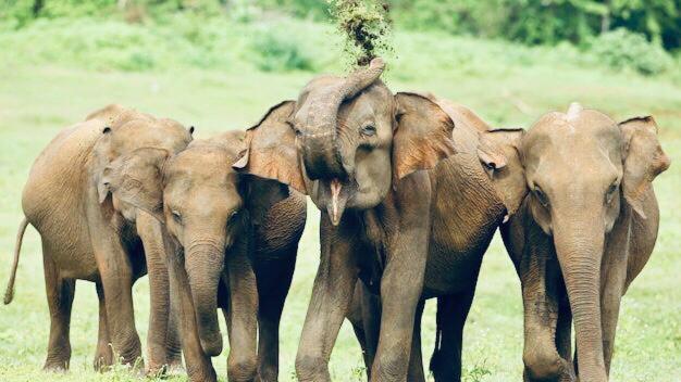 Forest Dew Udawalawa อุดาวาลาเว ภายนอก รูปภาพ